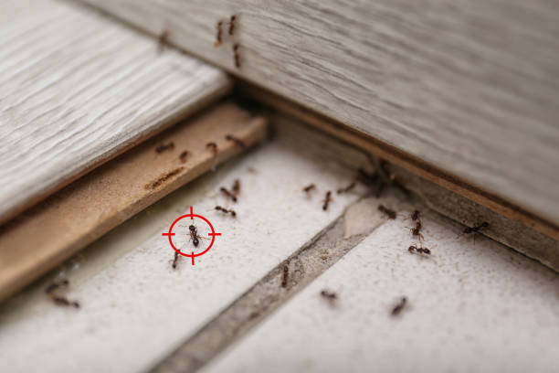 Best Emergency Pest Control  in Eudora, KS