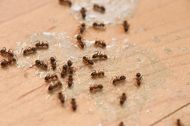Best Pest Removal Services  in Eudora, KS