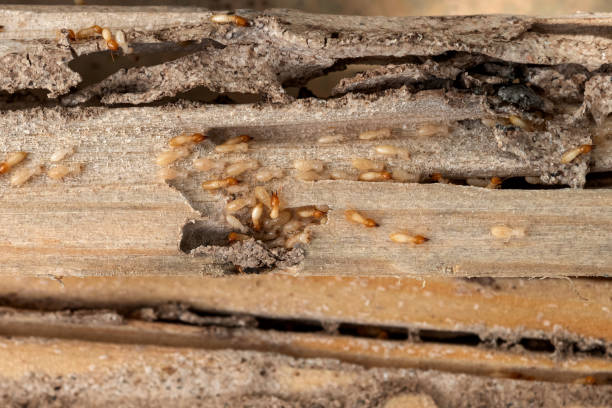 Best Affordable Exterminators  in Eudora, KS