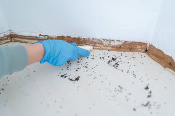 Best Local Pest Control Services  in Eudora, KS